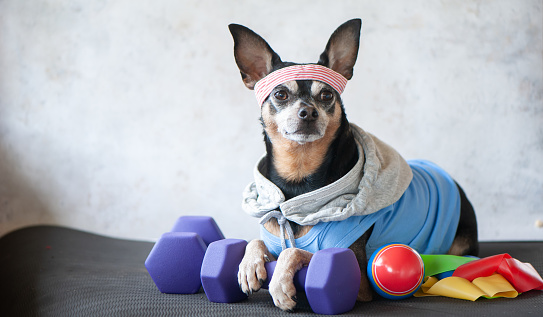 Dog Fitness , sport  and lifestyle concept.  Sporty and healthy lifestyle for pet.  Funny dog ââin sportswear in training, portrait