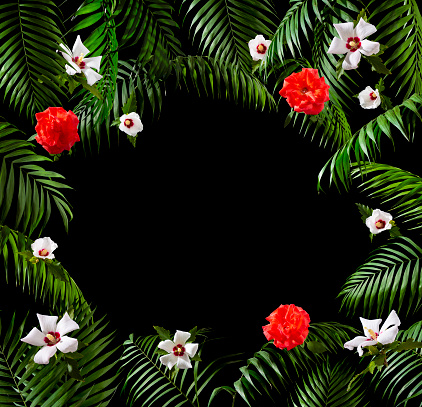 Frame made of palm leaves, white hibiscus flowers and orange-red roses over black background.