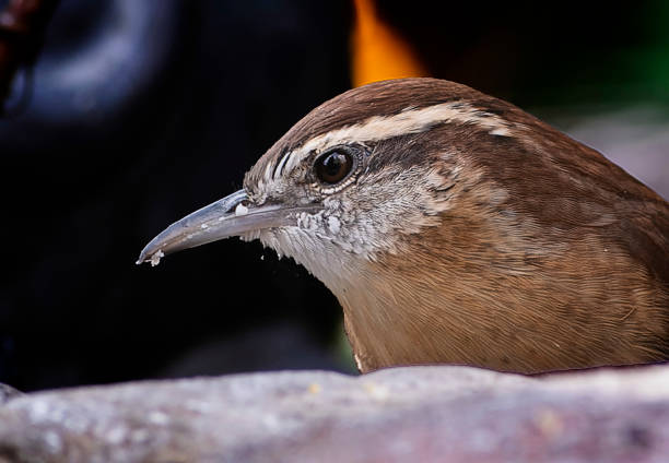 A little Wren on the backyard deck