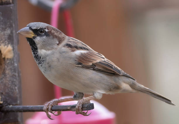 istock A Sparrow arrives above the garden 1694072536