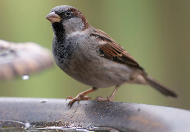 istock A Sparrow arrives above the garden 1694072538