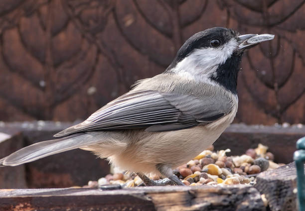 istock Black Capped Chickadee on the bird feeder 1694072542
