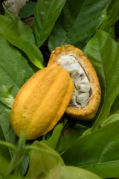 Opened cocoa fruit on the floor of the farm, the cocoa beans are visible