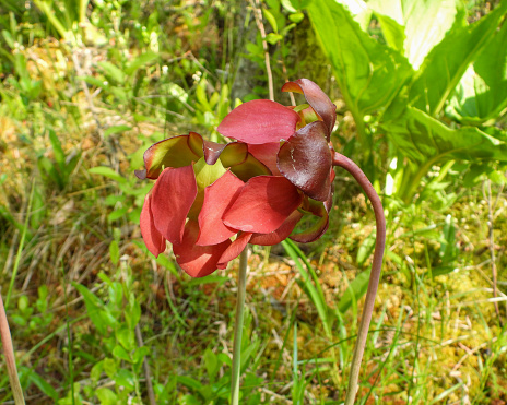 Sarracenia purpurea (Purple Pitcher Plant) Native North American Wetland Wildflower