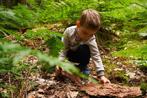 A little boy studying the bark from trees in the forest, an inquisitive child