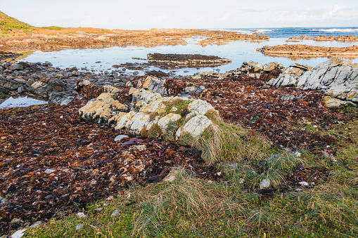 Photograph of Kelp washed up on a rocky coast on King Island in the Bass Strait of Tasmania in Australia