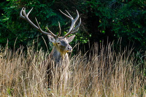Red Deer (Cervus elaphus) stag during the rutting season. Bieszczady Mts., Carpathians, Poland.