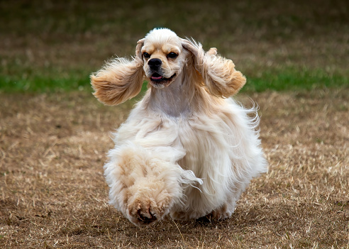 American Cocker Spaniel dog running on grass