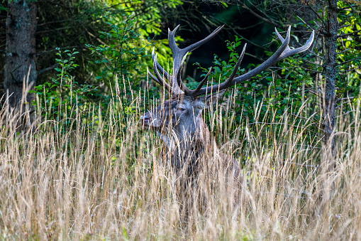 Red deer stag in the rutting season in Dyrehaven – The Deer Park – north of Copenhagen and part of the UNESCO World Heritage Site inscribed as a Par force hunting landscape in North Zealand. Today it is a public and popular park with semi wild deer and possibilities for horse riding and picnics