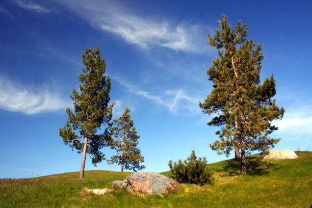 istock 4 fir trees and stone 1694104749