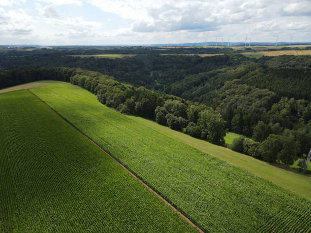 istock Landscape with green corn fields and trees in summer 1694106093