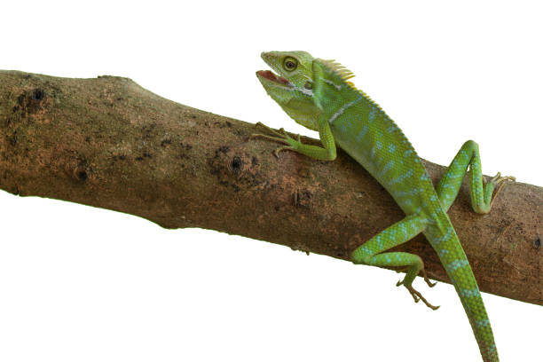 istock Reptile Lizard, Macro, Green Lizard, Animals, pet, White Background, Indonesia. 1694106129