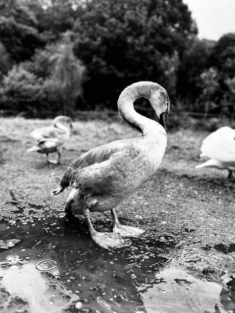 istock Swans in the wild 1694106694