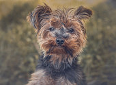 yorkshire terrier in nature