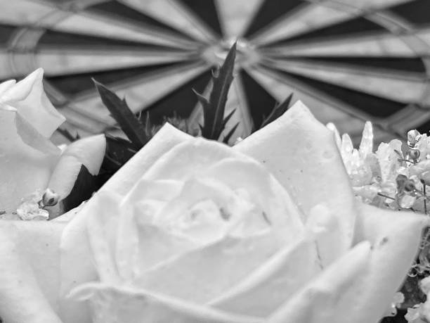 White Rose garden