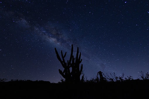 A silhouette of a cactus on the backdrop of the starry night sky