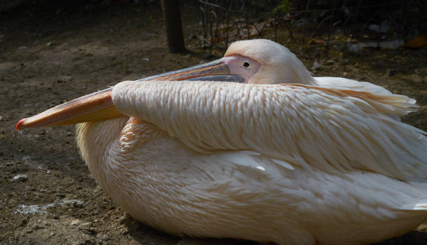 Pink pelican bird is sitting on the ground, close up. stock photo