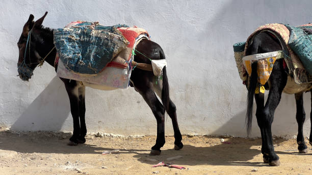 istock Donkeys, ⁨Moulay Idriss Zerhoun⁩, ⁨Morocco⁩ 1694117341