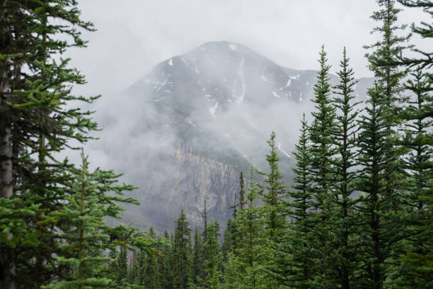 istock Rocky Mountain - fog in the forest after rain 1694130240
