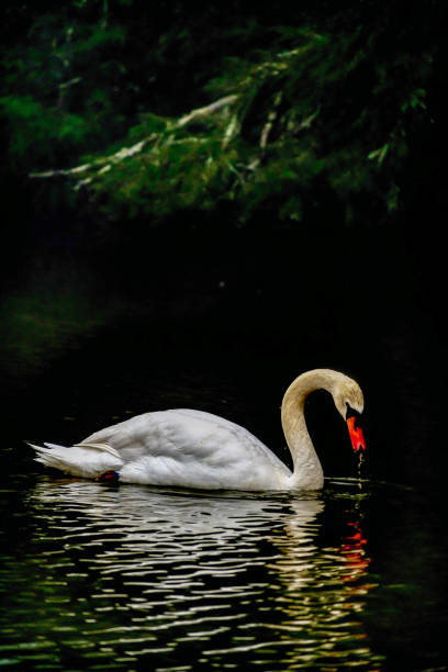 istock Swan in the fog 1694137586
