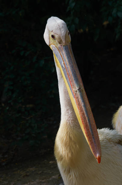 Portrait of a pink pelican bird, macro. stock photo