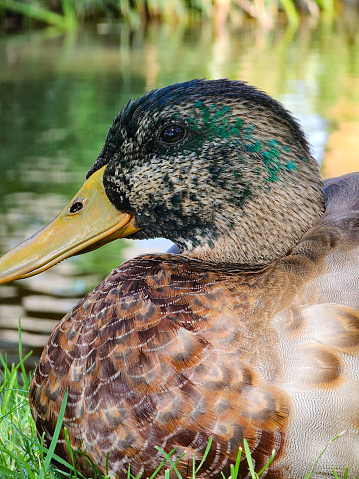 Brown Duck stretching wings