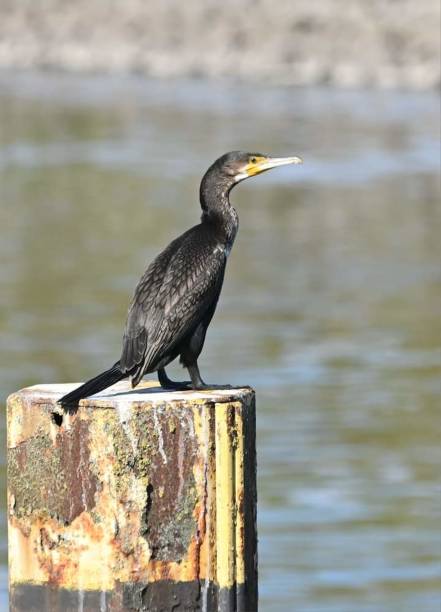 istock Side view of a Great Cormorant (Phalacrocorax carbo) 1694147186