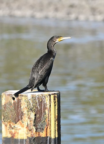 Side view of a Great Cormorant (Phalacrocorax carbo)