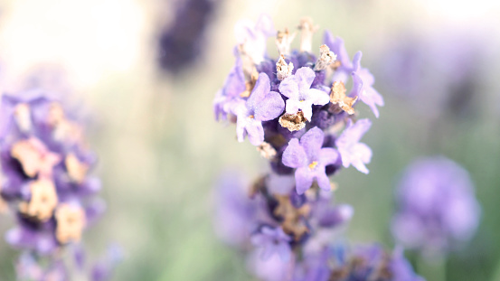 Lavender flower close up and blooming field in summer with blue sky. It give relax herb smell.