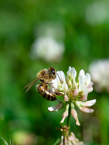 A honey bee collects pollen from a white clover bloom in summer.
