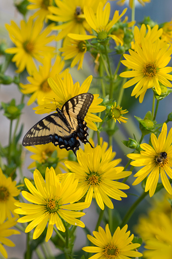 Eastern tiger swallowtail butterfly perched on yellow flowers - macro photography