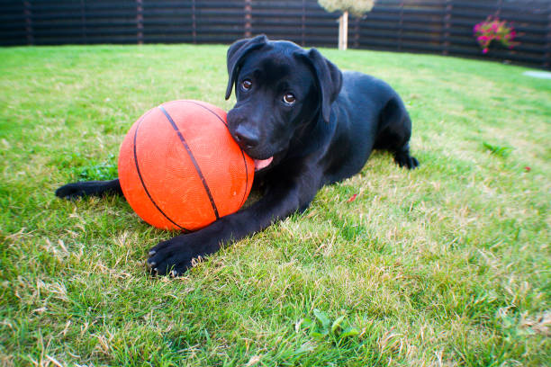 istock The dog is eating the ball 1694157928