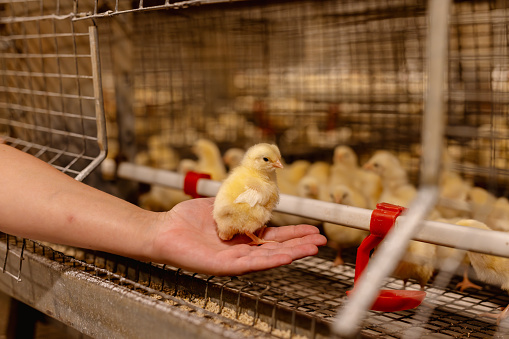 modern poultry farm, chicken on the hand of a farmer in a poultry farm close-up