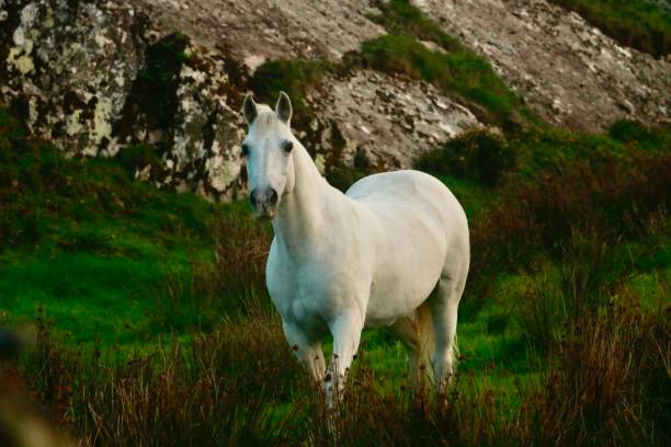 A white horse looking majestic in a rural area of Ireland