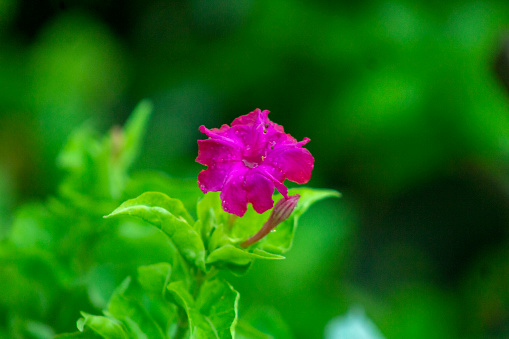Mirabilis jalapa is very beautiful flower, mostly his color is mixture of Purple, Pink and Magenta