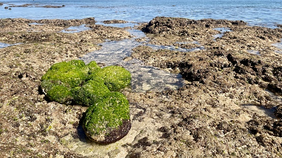 in a  sandy beach there are algae and stones in the middle of the sand