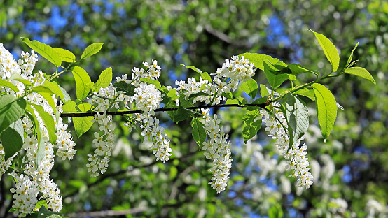 Blooming cherry branch with white flowers in the garden