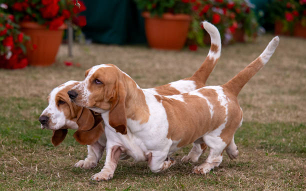 istock Two Basset Hounds 1694194134