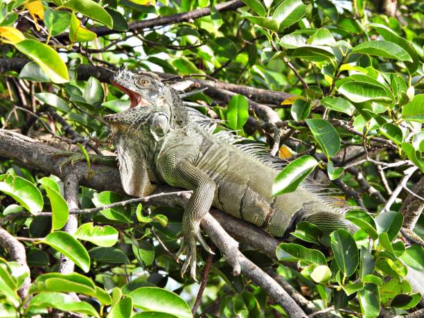 istock Green Iguana (Iguana iguana) - resting with its mouth open 1694194673