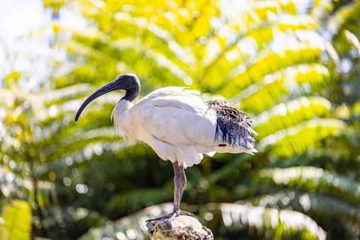 Ibis in sunshine, Threskiornis moluccus, The Australian White Ibis, background with copy space, full frame horizontal composition
