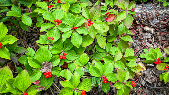 These bright red bunchberries grow in the we mossy floor of a forest in the interior of Alaska