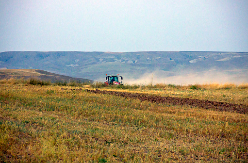 Unidentified Turkish people with a small tractor in kırşehir turkey. They are harvesting the green lentil on field in summer time.