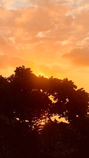 Silhouette of a tree during a beautiful sunset over Metro Vancouver in British Columbia, Canada.