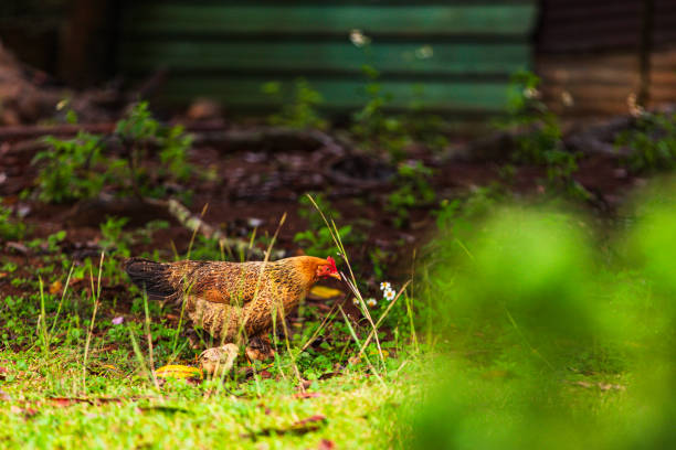 Free range chicken foraging in the grass. Photographed while documenting the lifestyle in the South Pacific Islands of Tonga.