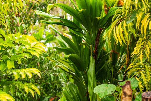 Plants in pots in the yard