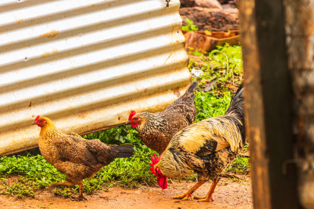 poulets de gamme libre fourrage dans l'herbe - vavau islands photos et images de collection