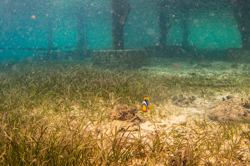 Clown fish swimming through the sea grass. Photographed while documenting the lifestyle in the South Pacific Islands of Tonga.