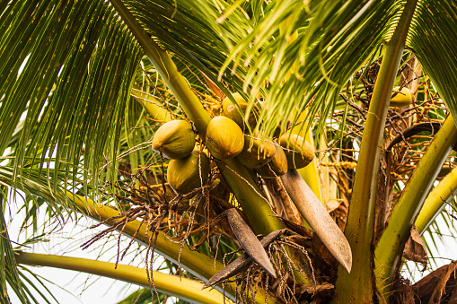 Tropical coconut palms. Photographed while documenting the lifestyle in the South Pacific Islands of Tonga.