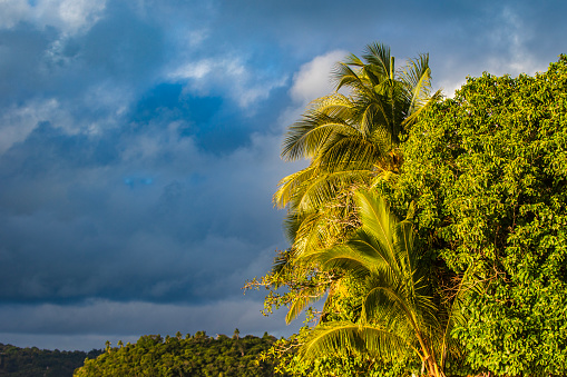 Tropical flora of Tonga with storm in background. Photographed while documenting the lifestyle in the South Pacific Islands of Tonga.