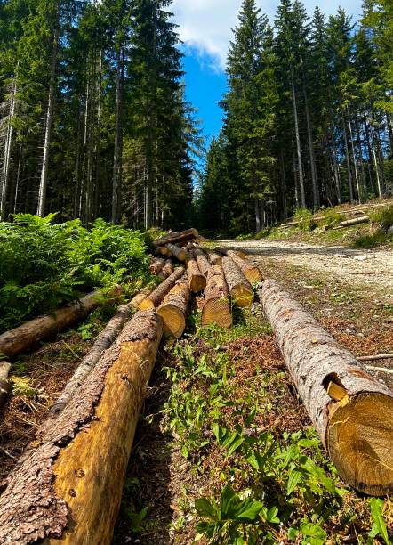 istock Tree stumps Tree Trunk felled in Mountain Forest 1694214945